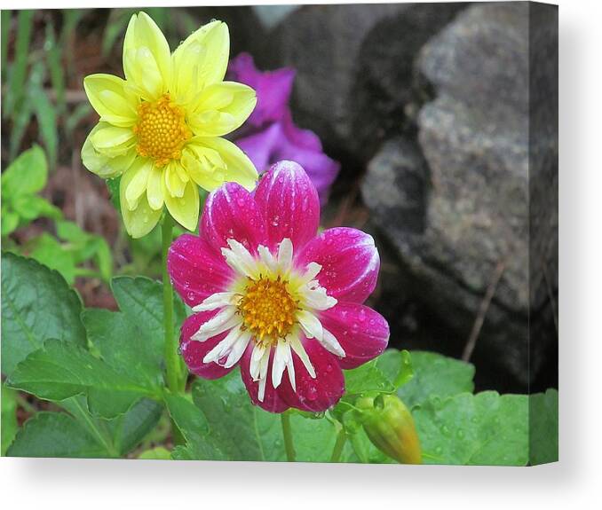 Garden Canvas Print featuring the photograph Drops of Beauty by Loretta Pokorny