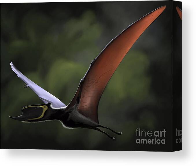 Horizontal Canvas Print featuring the digital art Dsungaripterus With Wings Spread by Michele Dessi