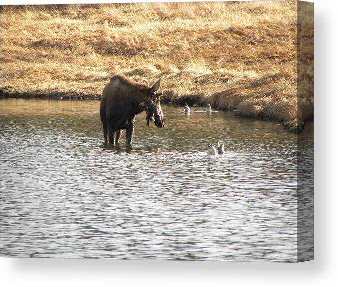 Animal Canvas Print featuring the photograph Ducks - Moose Rollinsville CO by Margarethe Binkley
