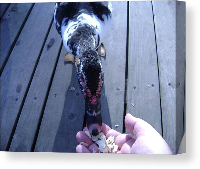 Duck Canvas Print featuring the photograph Duck Eating From My Hand by Moshe Harboun