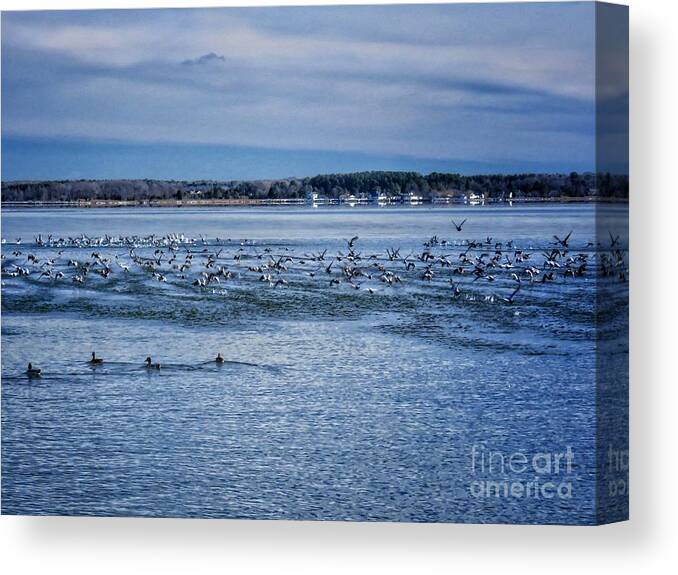 Duck Canvas Print featuring the photograph Ducks taking off by Rrrose Pix
