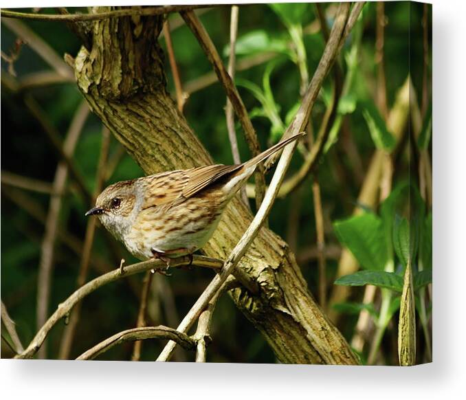 Dunnock Canvas Print featuring the photograph Dunnock in a Hedgerow by Jeff Townsend