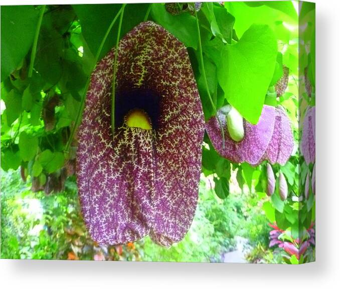 Climbing Vine Planr Canvas Print featuring the photograph Dutchman's Pipe Vine by Lingfai Leung