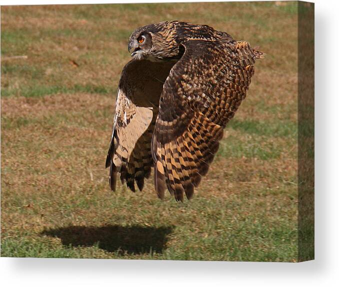Wildlife Canvas Print featuring the photograph Eagle Owl On the Hunt 2 by William Selander
