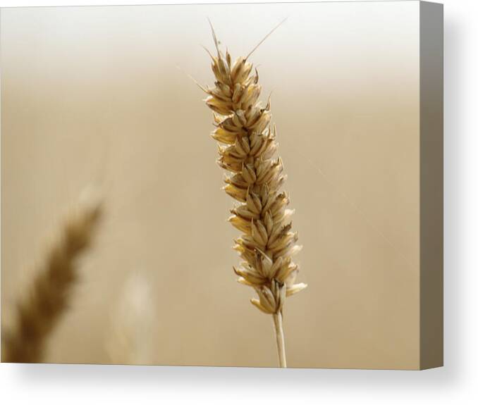 Ear Canvas Print featuring the photograph Ear Of Wheat by Adrian Wale