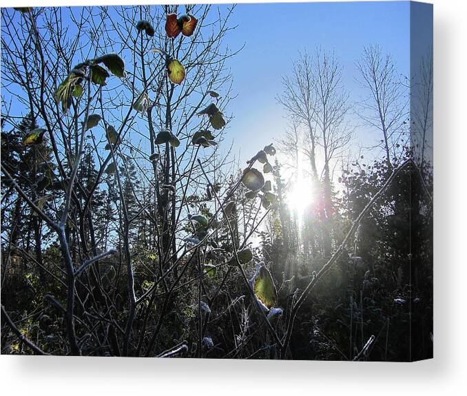 Woodland Canvas Print featuring the photograph Early Morning Sun by No Alphabet