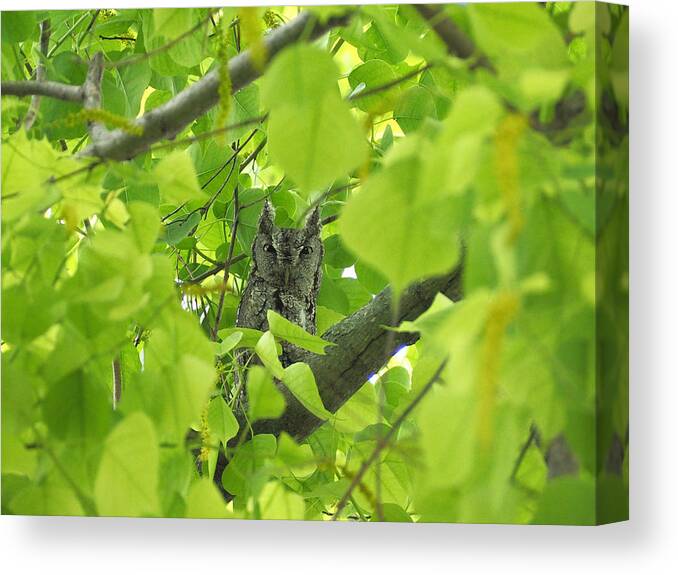 Nature Canvas Print featuring the photograph Eastern Screech Owl by Life Makes Art