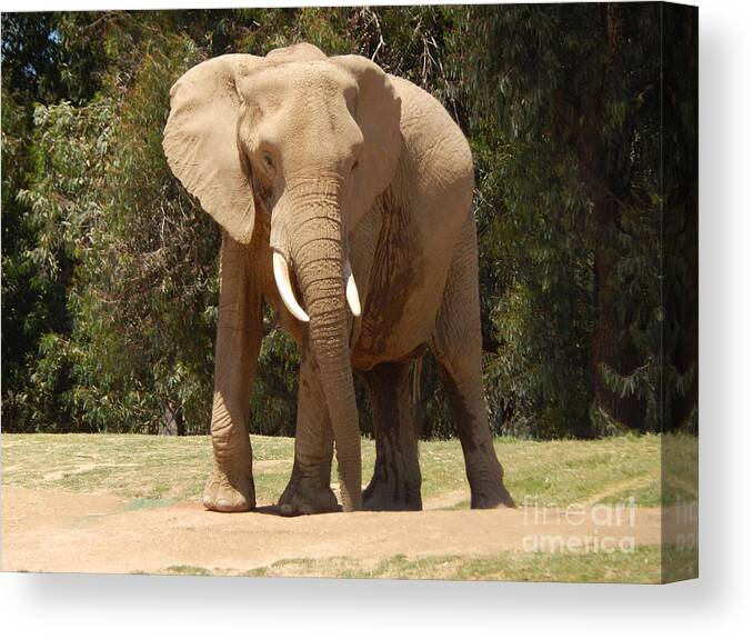 Photo Canvas Print featuring the photograph Elephant by Chris Tarpening