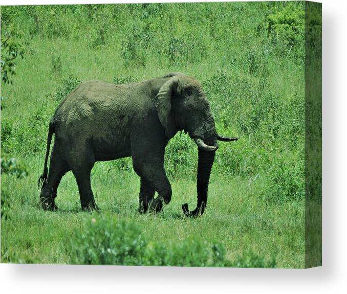 Elephant Canvas Print featuring the photograph Elephant Walks by Vijay Sharon Govender