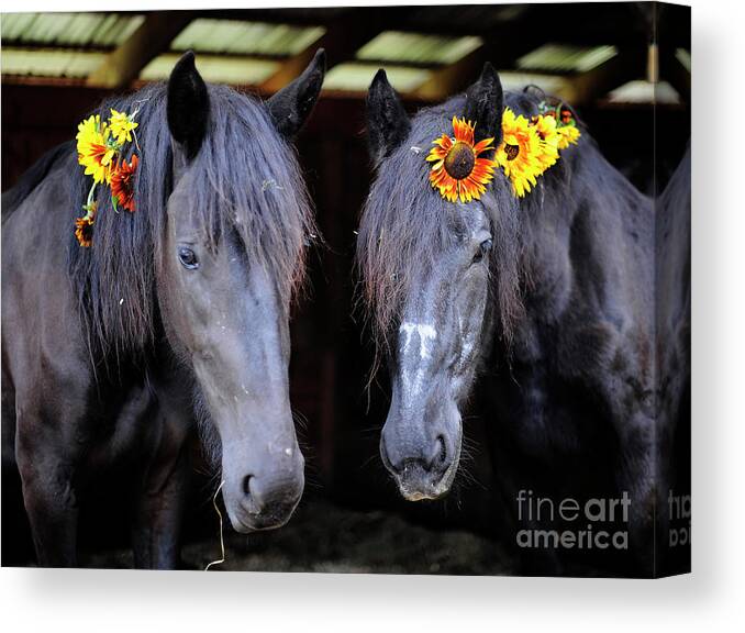 Rosemary Farm Canvas Print featuring the photograph Ella and Isabelle by Carien Schippers