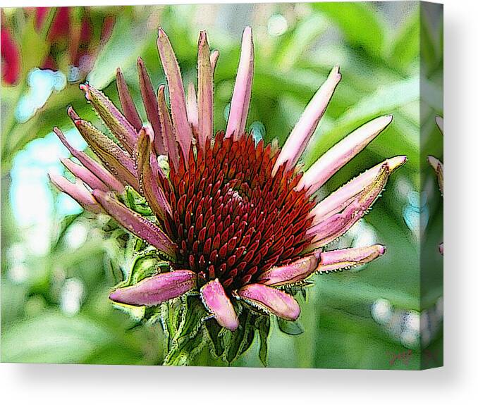 Cone Flower Canvas Print featuring the photograph Emerging Cone Flower by Dee Flouton