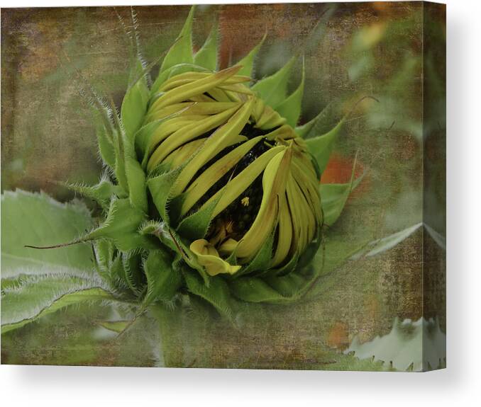 Sunflower Canvas Print featuring the photograph Emerging Sunflower by Judy Hall-Folde