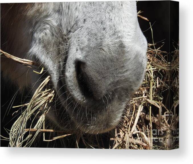 Donkey Canvas Print featuring the photograph Equine Cuisine by Jan Gelders