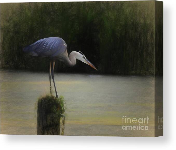 Great Blue Heron Canvas Print featuring the photograph Ever Vigilant - The Great Blue Heron by Scott Cameron