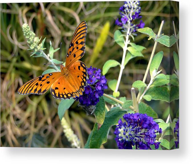 Butterfly Canvas Print featuring the photograph Eyes on a Butterfly by Sue Melvin