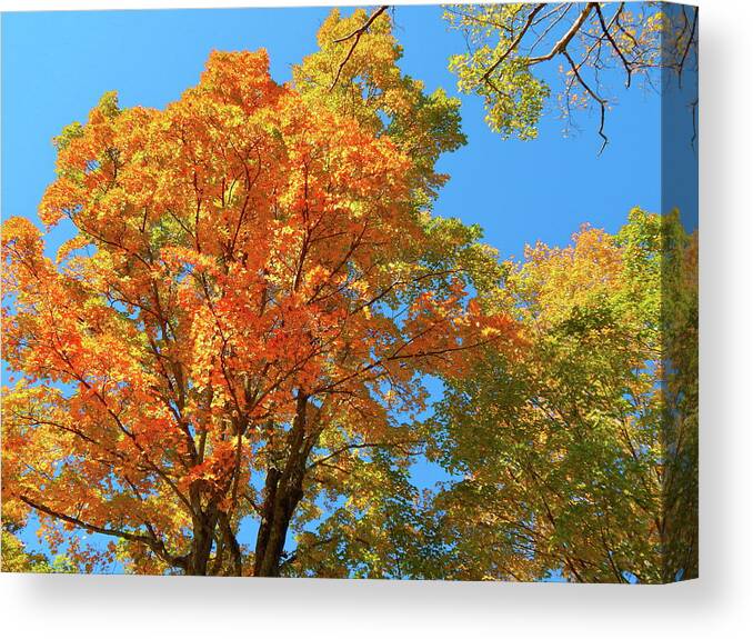 Landscape Canvas Print featuring the photograph Fall 2016 13 by George Ramos