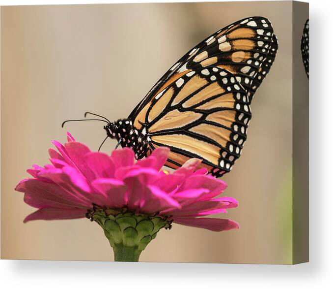 Monarch Butterfly Canvas Print featuring the photograph Fall Monarch 2016-4 by Thomas Young
