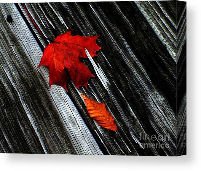 Floor Boards Canvas Print featuring the photograph Fallen by Elfriede Fulda