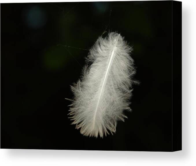 Feather Canvas Print featuring the photograph Feather On Spider Threads by Adrian Wale