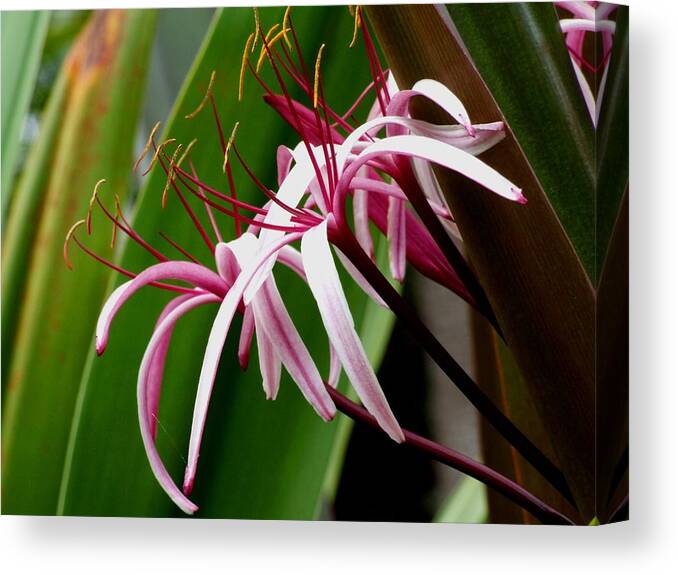 Queen Emma Lily Canvas Print featuring the photograph Feathery Flowers by Michiale Schneider