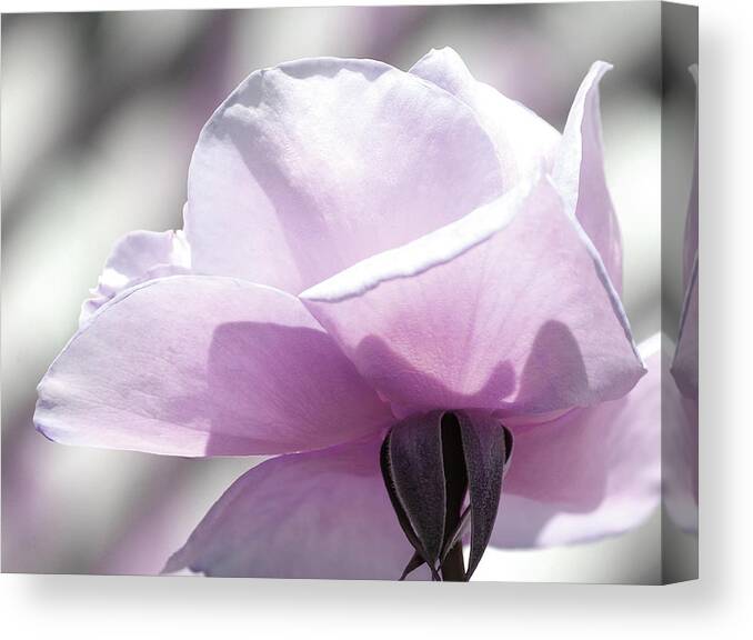 Roses Canvas Print featuring the photograph Feeling Beautiful by The Art Of Marilyn Ridoutt-Greene