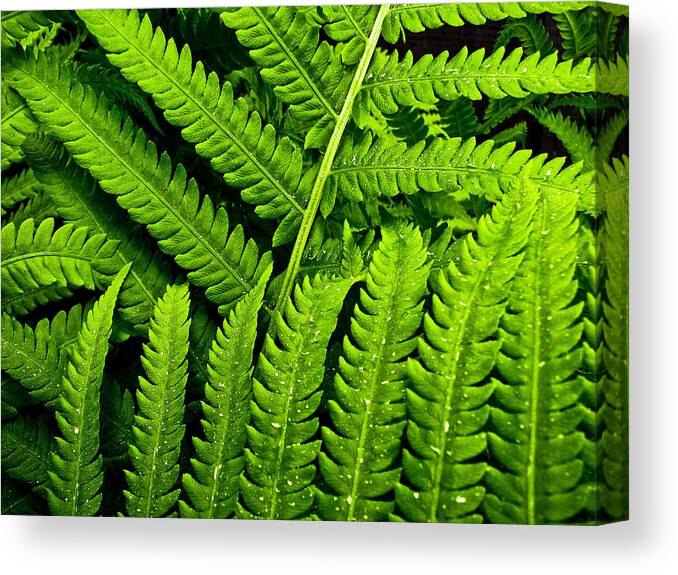 Fern Canvas Print featuring the photograph Fern by Neil Pankler