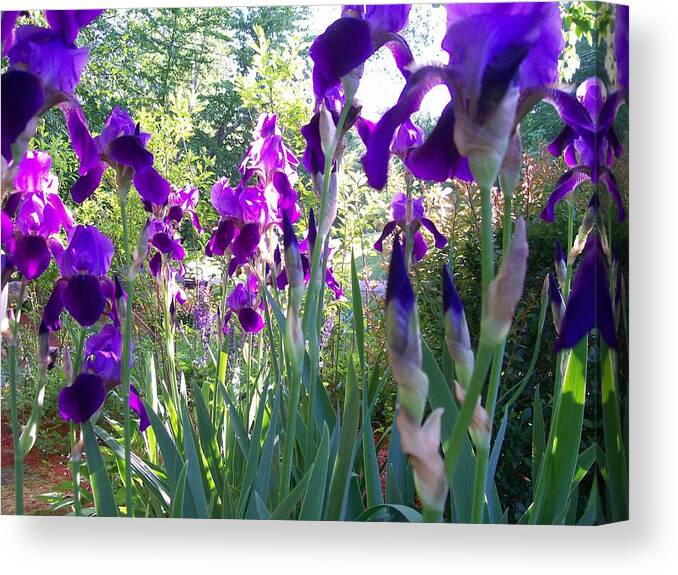 Photography Canvas Print featuring the digital art Field of Irises by Barbara S Nickerson