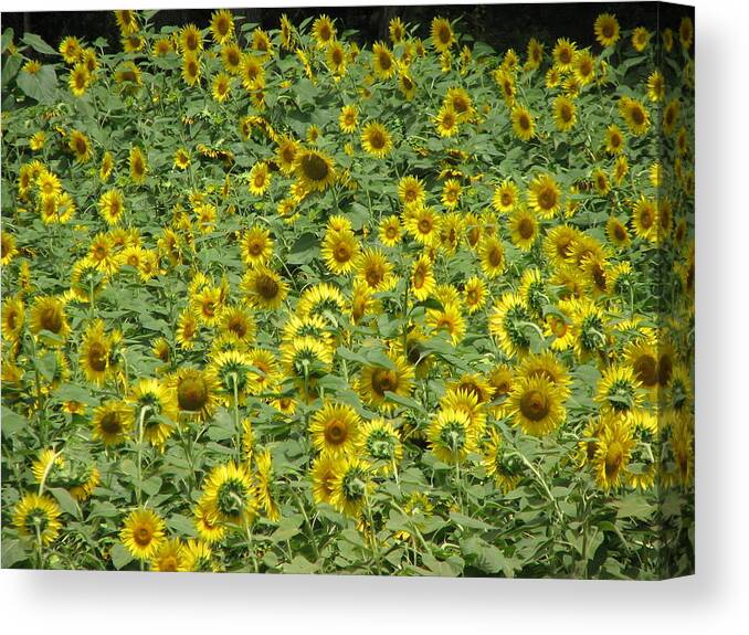 Flowers Canvas Print featuring the photograph Field of Sun by Sandra Bourret