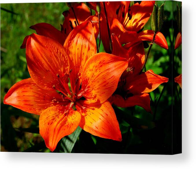Fire Lilies Canvas Print featuring the photograph Fire Lilies by Marilynne Bull