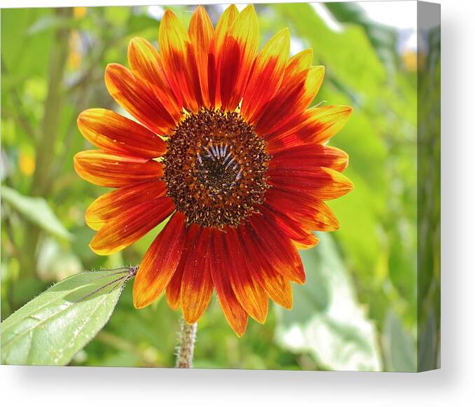 Sunflower Canvas Print featuring the photograph Firecracker Flower by Cynthia Guinn