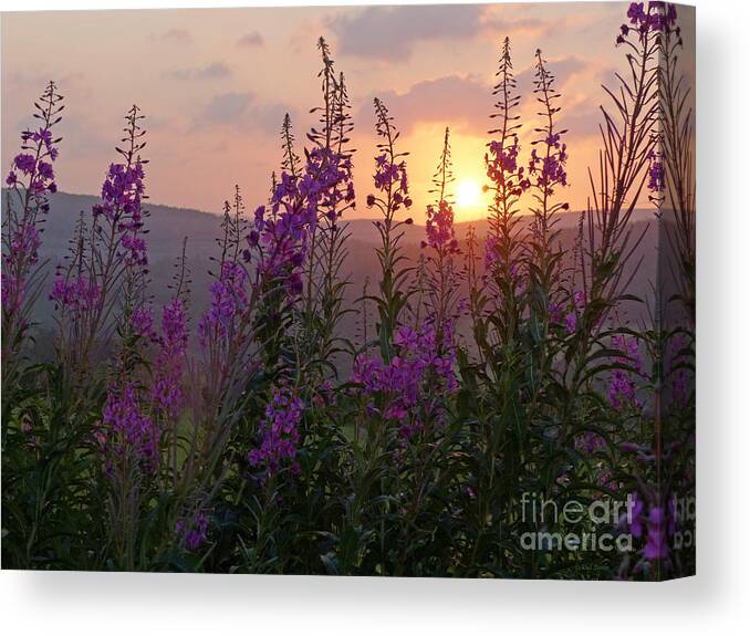 Sunset Canvas Print featuring the photograph Fireweed at Sunset by Phil Banks