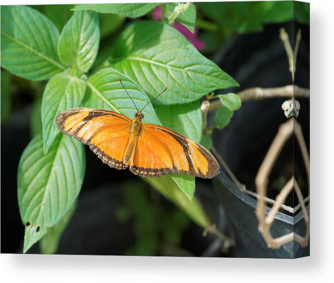 Arthropoda Canvas Print featuring the photograph Flambeau Butterfly by Paul Gulliver