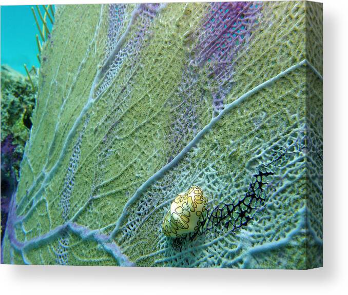 Ocean Canvas Print featuring the photograph Flamingo tongue by Kimberly Mohlenhoff