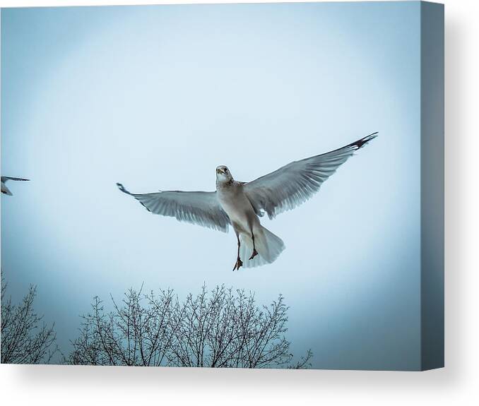 Flying Canvas Print featuring the photograph Floating on Hope by Glenn Feron