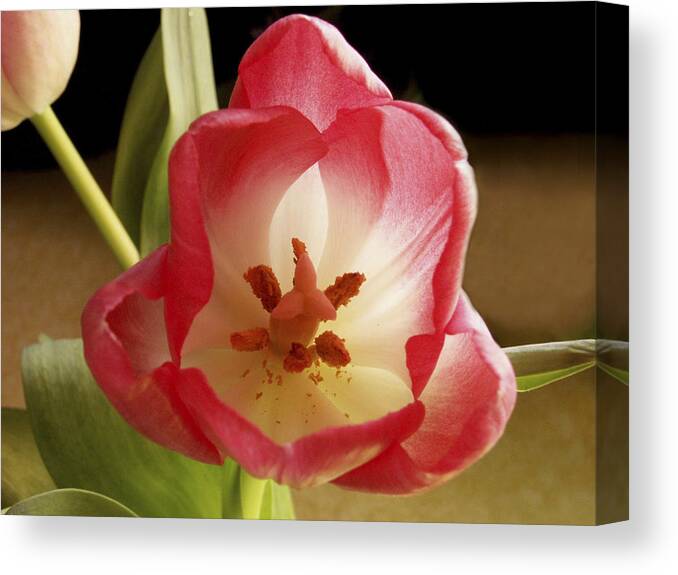 Flowers Canvas Print featuring the photograph Flower Tulip by Nancy Griswold