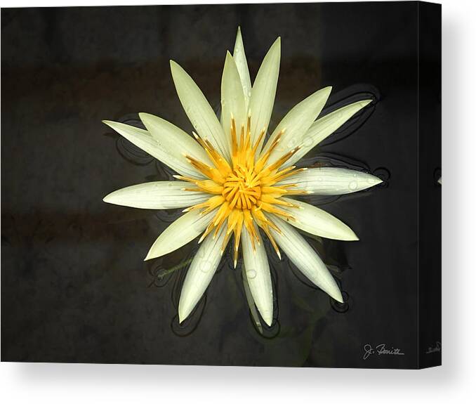 Flower Canvas Print featuring the photograph Flowerburst by Joe Bonita