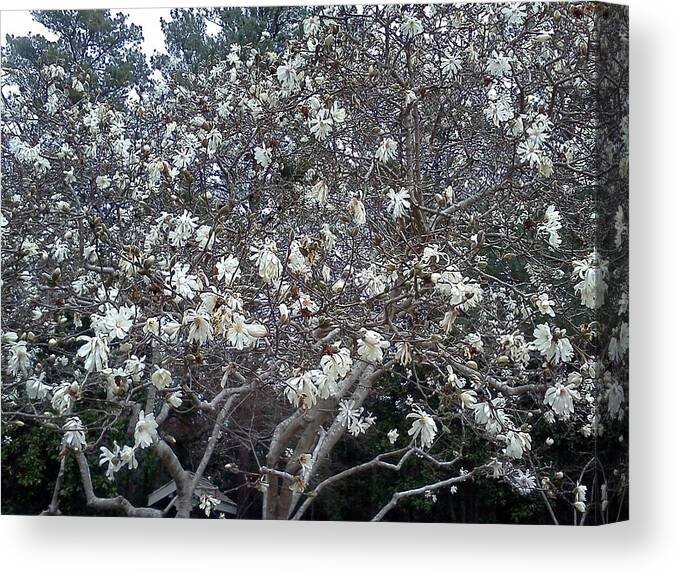 Floral Canvas Print featuring the photograph Flowering Tree by Pamela Henry
