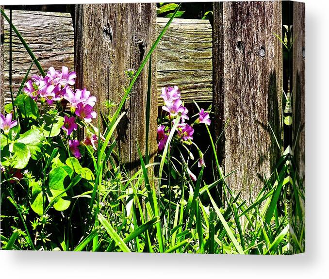 Flowers Canvas Print featuring the photograph Flowers along the fence by Shawn M Greener