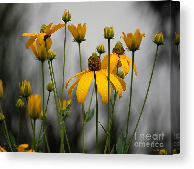 Flowers In The Rain Canvas Print featuring the photograph Flowers in the rain by Robert Meanor