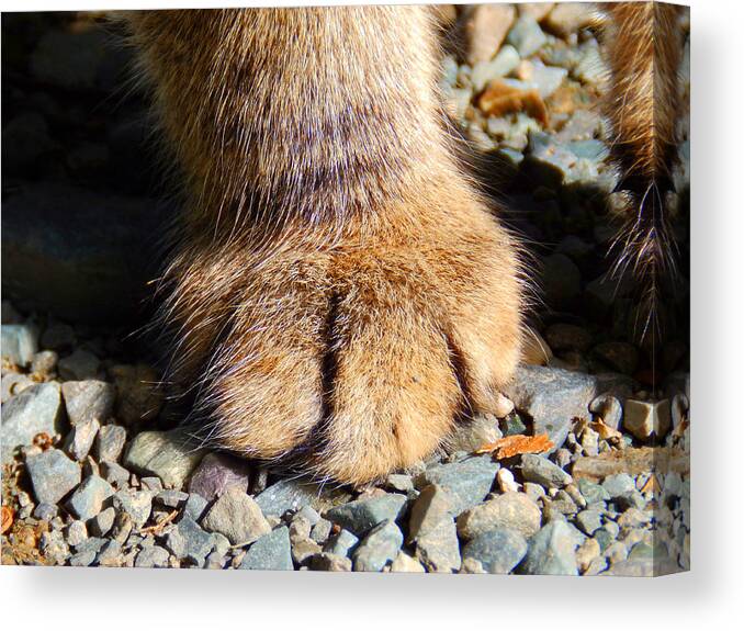 Cat Canvas Print featuring the photograph Fluffy by Zinvolle Art