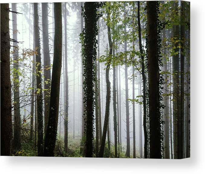 Forest Canvas Print featuring the photograph Foggy Forest by Chevy Fleet