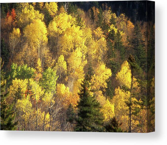 Forest Canvas Print featuring the photograph Foliage Mount Katahdin by John Burk