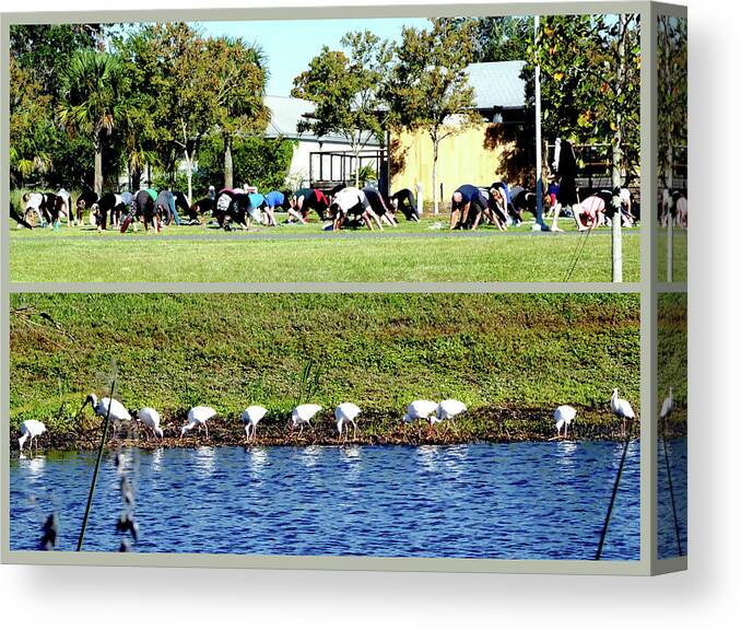 Ibis Canvas Print featuring the photograph For All Species by Farol Tomson