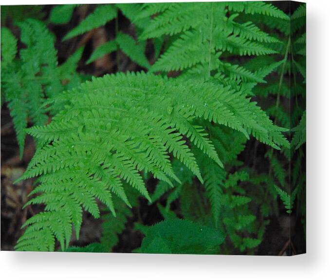 Landscape Canvas Print featuring the photograph Forest Fern by Richie Parks