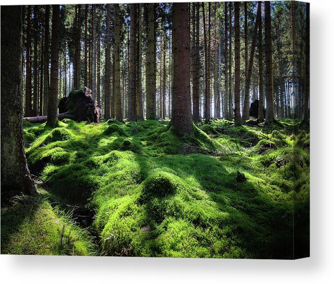 England Canvas Print featuring the photograph Forest of Verdacy by Geoff Smith