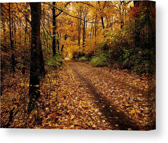 Forest Canvas Print featuring the photograph Forest Trail by Scott Hovind