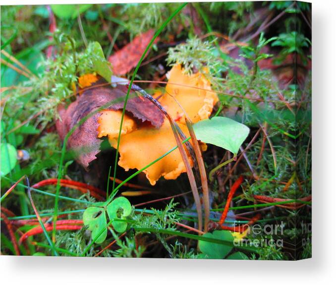 Food Canvas Print featuring the photograph Forest Treasure by Martin Howard