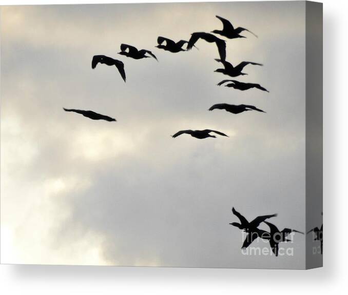 Pelicans Canvas Print featuring the photograph Formations Over The Sea by Jan Gelders