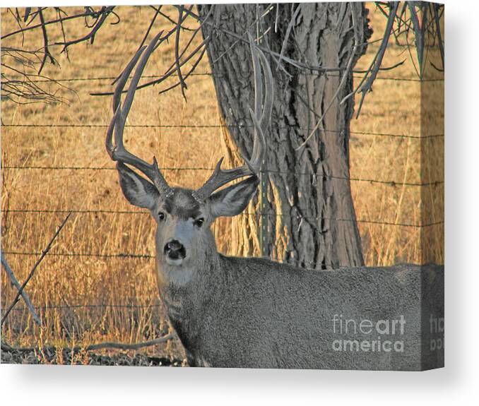 Deer Canvas Print featuring the photograph Four Point Mule Deer Buck by Dale Jackson