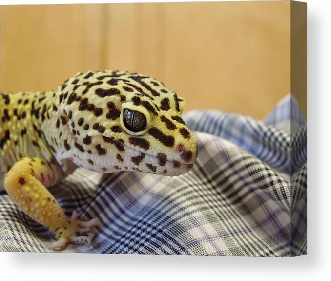 Leopard Spotted Gecko Canvas Print featuring the photograph Freckles the Leopard Spotted Gecko by Chad and Stacey Hall